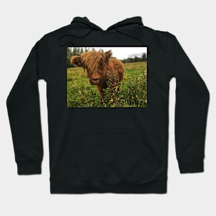 Scottish Highland Cattle Calf 2056 Hoodie